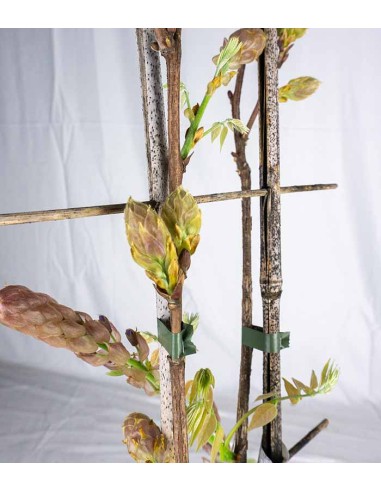 Glicine Wisteria Okayama Fuji in Vaso...