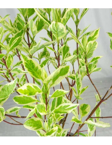 Corniolo Cornus alba Elegantissima –...