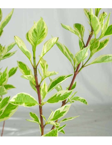 Corniolo Cornus alba Elegantissima –...