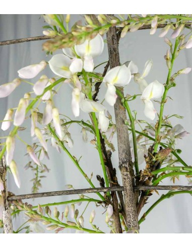 Glicine Prolific in Vaso Ø22 H70 cm –...