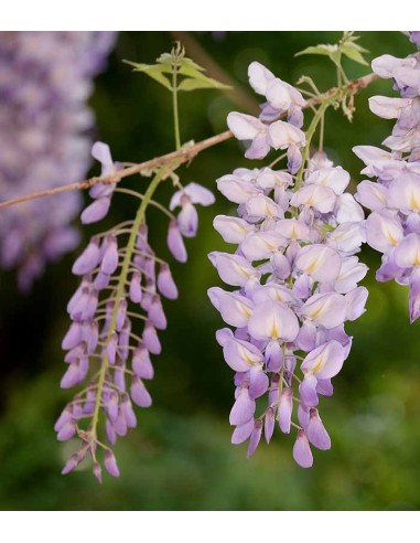 Glicine Prolific in Vaso Ø22 H70 cm –...