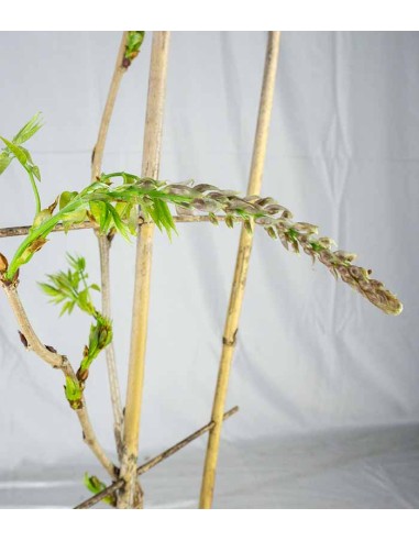 Glicine Prolific in Vaso Ø22 H70 cm –...