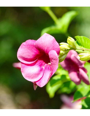 Weigelia Nana Purpurea in Vaso Ø18 –...