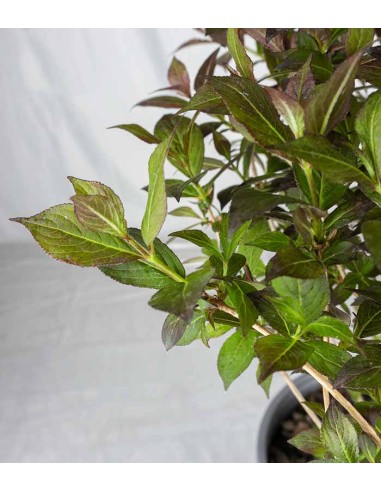 Weigelia Nana Purpurea in Vaso Ø18 –...