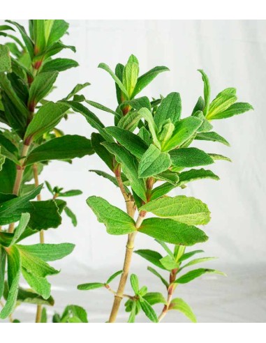 Cistus ‘Sunset’ in Vaso Ø18 – H70 cm