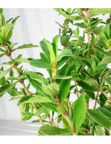 Cistus ‘Sunset’ in Vaso Ø18 – H70 cm