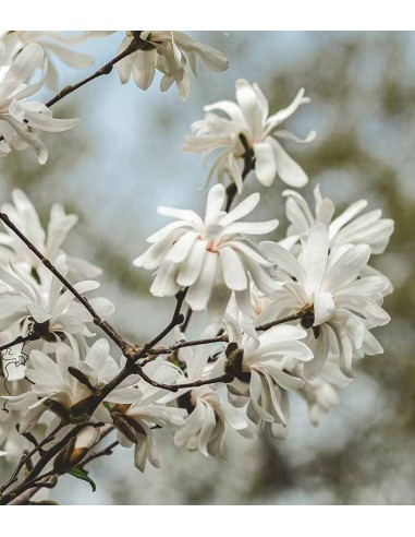 Magnolia stellata in Vaso Ø18 cm –...