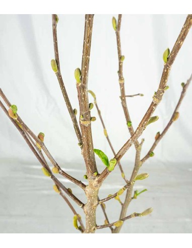 Magnolia stellata in Vaso Ø18 cm –...