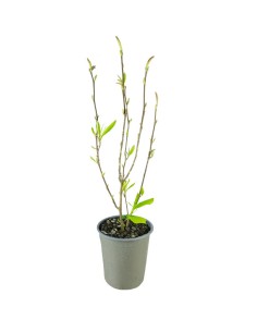 Magnolia soulangeana in...