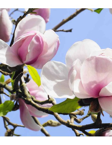 Magnolia soulangeana in Vaso Ø18 cm –...