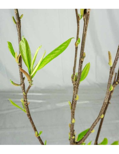 Magnolia soulangeana in Vaso Ø18 cm –...