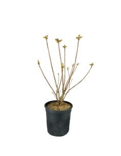 Azalea mollis in Vaso Ø18...