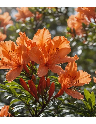 Azalea mollis in Vaso Ø18 H60 cm –...