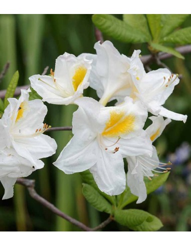 Azalea mollis in Vaso Ø18 H60 cm –...