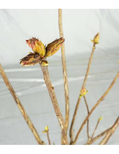 Azalea mollis in Vaso Ø18 H60 cm –...