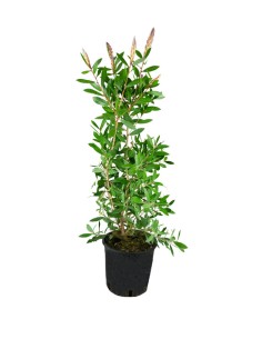 Callistemon laevis in Vaso...