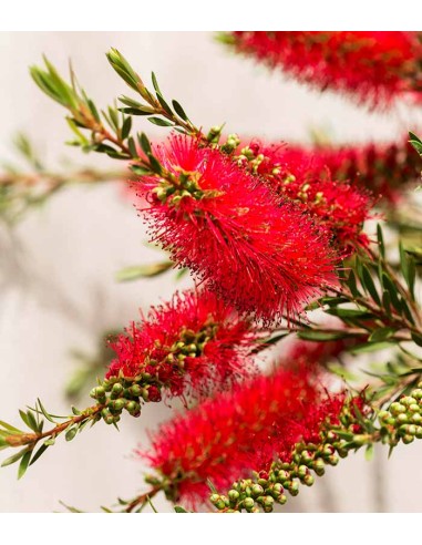 Callistemon laevis in Vaso Ø20 – H80 cm