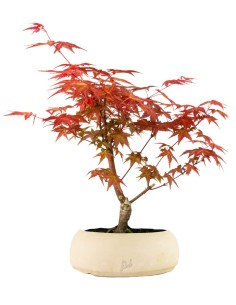 Acero Rosso L