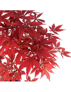 Acero Red Wine L 2