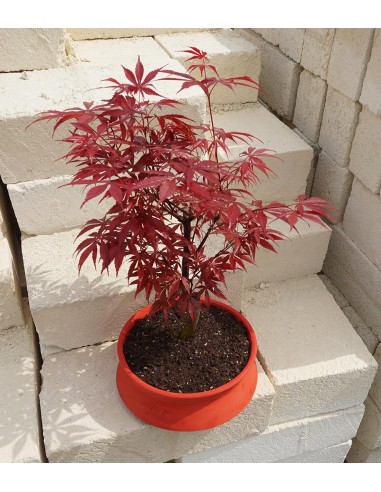 Acero Rosso L Acero Rosso L