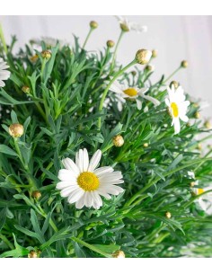 Margherita ad Alberello in... 2