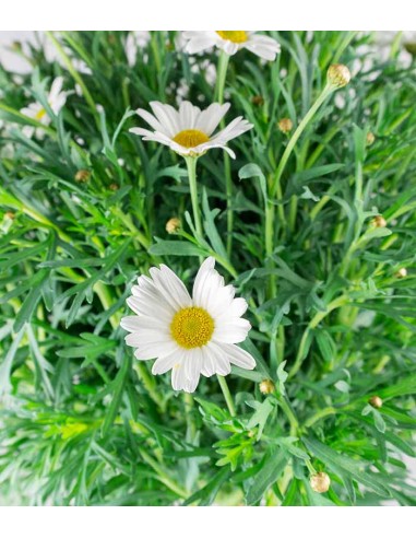 Margherita ad Alberello in Vaso Ø20 –...