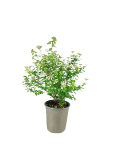 Spiraea x vanhouttei –...