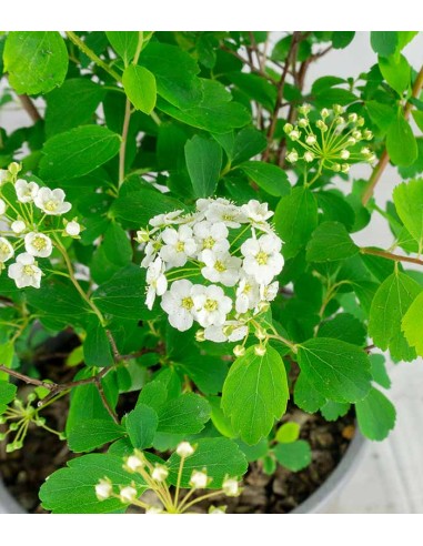Spiraea x vanhouttei – Arbusto...