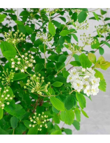 Spiraea x vanhouttei – Arbusto...