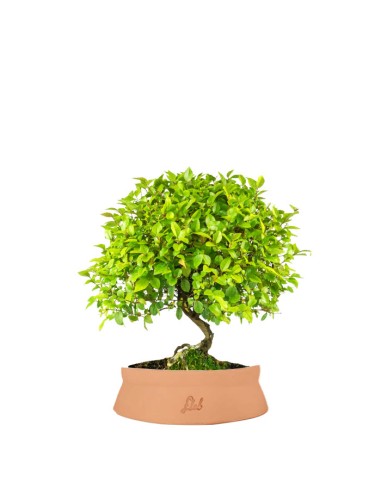 Sageretia Bonsai L Sageretia Bonsai L