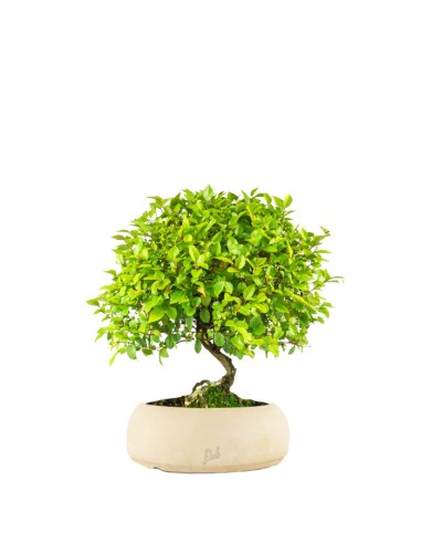 Sageretia Bonsai L Sageretia Bonsai L