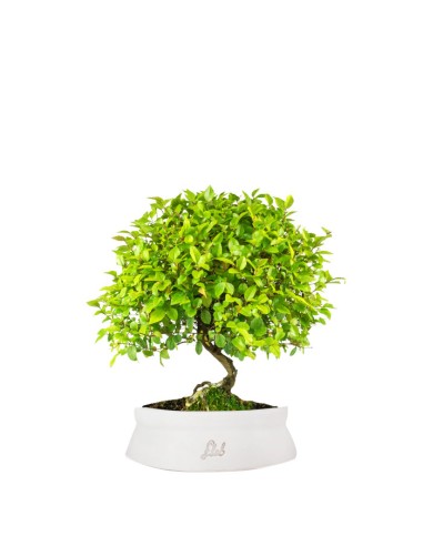 Sageretia Bonsai L Sageretia Bonsai L