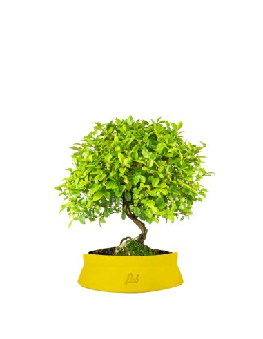 Sageretia Bonsai L Sageretia Bonsai L