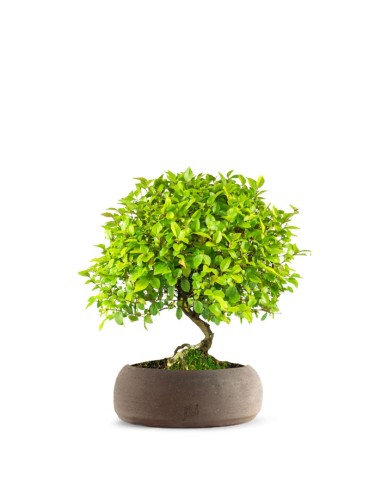 Sageretia Bonsai L Sageretia Bonsai L