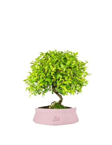 Sageretia Bonsai L Sageretia Bonsai L