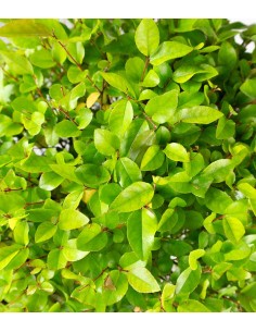 Sageretia Bonsai   2