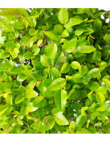 Sageretia Bonsai   Sageretia Bonsai