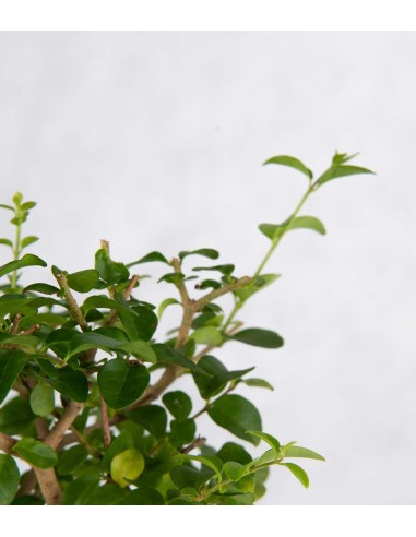 Sageretia Bonsai L Sageretia Bonsai L