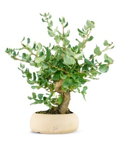 Quercia Sughera bonsai 14...