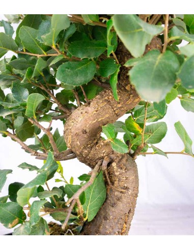 Quercia Sughera bonsai 14 anni |...