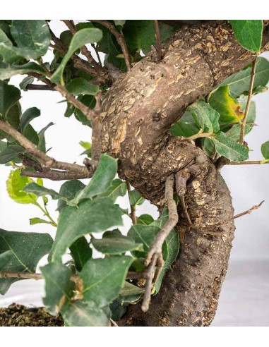 Quercia sughera | Esemplare 14 anni