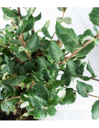 Quercia Sughera bonsai 14 anni |...