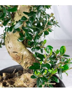 Olivastro Esemplare 12 anni 2