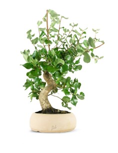 Quercia sughera bonsai 14...