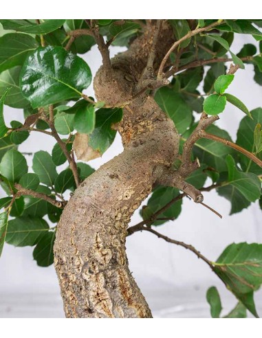 Bonsai Quercia Sughera 14 anni |...