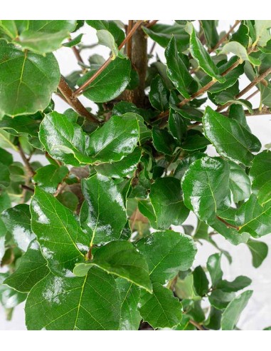 Bonsai Quercia Sughera 14 anni |...