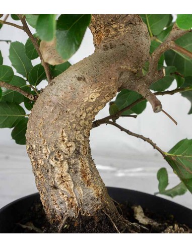 Bonsai Quercia Sughera 14 anni |...