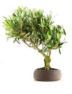 Olivo esemplare 2. 10 anni