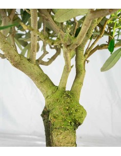 Olivo esemplare 2. 10 anni 2