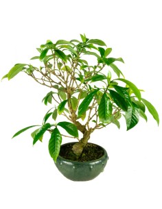 Gardenia Bonsai 17 anni –...